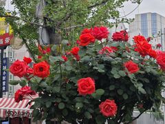 -洋洋广场(南街店)