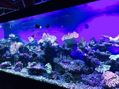 -御唐府海珊瑚主题餐厅
