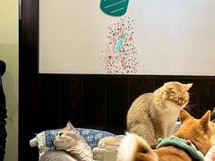 -逗柴咖啡屋·狗咖猫咖宠物桌游