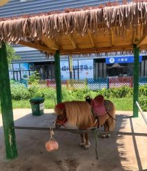 -萌宠亲子动物乐园(槐房万达店)