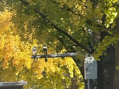 -三里屯东五街银杏大道