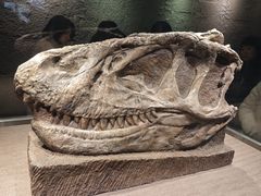 -自贡恐龙博物馆