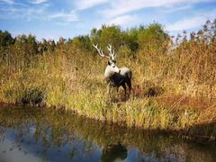 -溱湖国家湿地公园