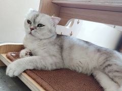 -飞行喵MR PILOT|猫舍·猫咖(静安大融城店)
