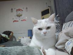 -半岛宠物医院24小时(科华中路店)