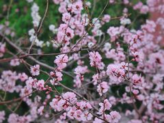 -桃花堤公园