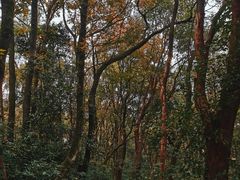 -岳麓山风景名胜区