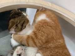 -瞄一喵猫咖(格力海岸店)
