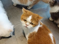 -飞行喵MR PILOT|猫舍·猫咖(静安大融城店)