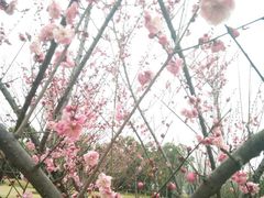 -天鹅湖体育公园