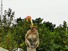 -西霞口神雕山野生动物世界