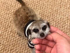 -瑞鹏宠物医院·普外科·影像科·皮肤科(城市山谷分院)