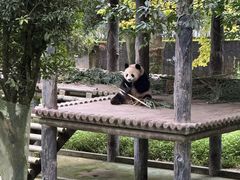 -中国大熊猫保护研究中心雅安碧峰峡基地