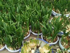 -龙大花卉苗木市场