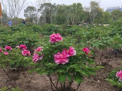 -苏州河梦清园环保主题公园