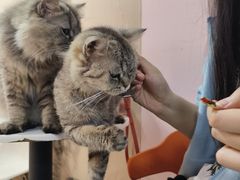 -我爱猫咪·猫咖·狗咖·安哥拉兔·羊驼咖(小寨华旗店)