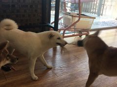 -柴犬高等学院·狗咖·柴犬售卖·宠物训练