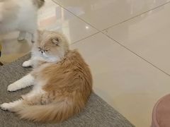 -平行世界·猫咖(首经贸店)
