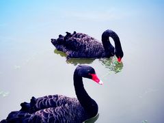 -溱湖国家湿地公园