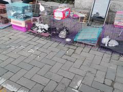 -中环花鸟鱼虫市场