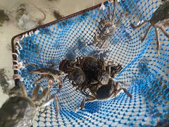 -蟹天蟹地农家菜·阳澄湖大闸蟹(浅水湾店)