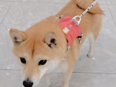 -瑞鹏宠物医院·骨外科·心肾科·肿瘤科(九亭店)