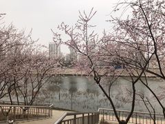 -桃花堤公园
