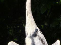 -广州长隆飞鸟乐园
