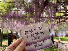 -嘉定紫藤园