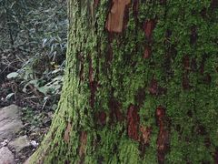 -天目山大树王景区