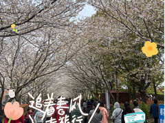 -高东镇樱花园