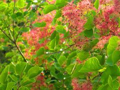 -北京西山国家森林公园