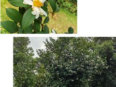 -云溪植物园