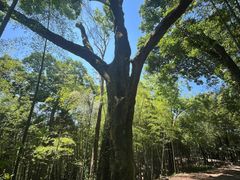 -西湖风景区十里琅珰-五云山