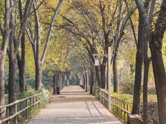 -洛阳市隋唐城遗址植物园