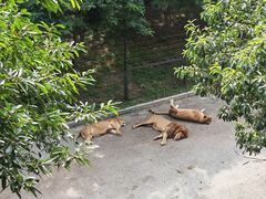 -大连森林动物园