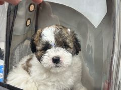-瑞派康怡24h宠物医院·犬猫医疗中心·微创绝育(瑞景分院)