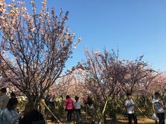 -天适樱花悠乐园