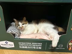 -纳吉亚猫专科动物诊疗中心(蒋宅口分院)