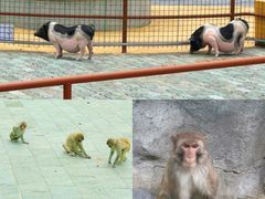 -无锡动物园·太湖欢乐园