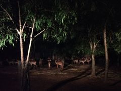 -清迈夜间动物园