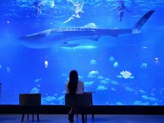 -烟台海昌鲸鲨海洋公园