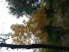 android_upload_pic-鲤鱼山公园