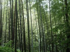 -西湖风景区十里琅珰-五云山