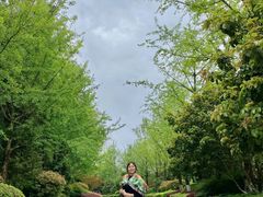 -铁山坪森林公园