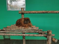 -西霞口神雕山野生动物世界