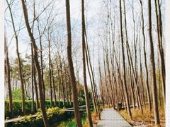 -合肥滨湖国家森林公园