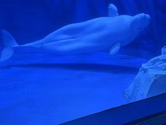 -上海海昌海洋公园-冰山北极馆