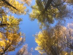 -塞罕坝国家级自然保护区