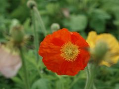 -天适樱花悠乐园